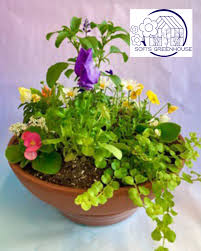 A potted plant with flowersDescription automatically generated